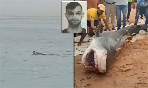 requin algerie|Une vidéo d’un requin tué à coups de couteau par des